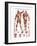 The Muscular System-null-Framed Premium Giclee Print