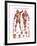 The Muscular System-null-Framed Premium Giclee Print