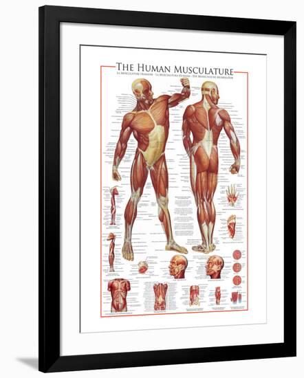 The Muscular System-null-Framed Premium Giclee Print