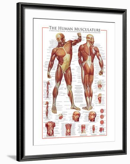 The Muscular System-null-Framed Premium Giclee Print