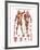 The Muscular System-null-Framed Premium Giclee Print