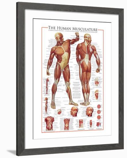 The Muscular System-null-Framed Premium Giclee Print