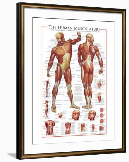 The Muscular System-null-Framed Premium Giclee Print