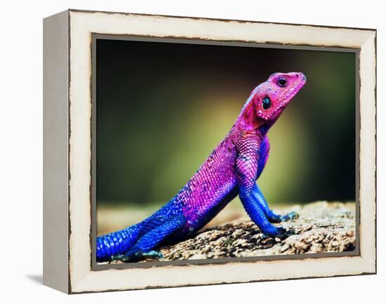 The Mwanza Flat-Headed Agama On Rock. Serengeti, Tanzania In Africa-Michal Bednarek-Framed Premier Image Canvas