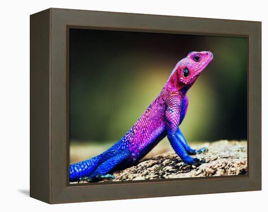 The Mwanza Flat-Headed Agama On Rock. Serengeti, Tanzania In Africa-Michal Bednarek-Framed Premier Image Canvas