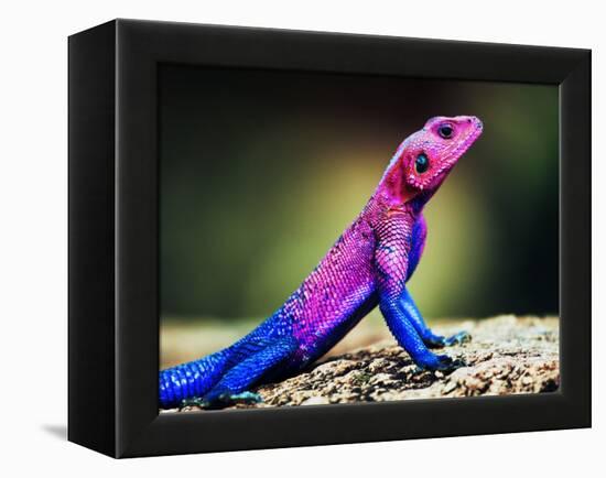 The Mwanza Flat-Headed Agama On Rock. Serengeti, Tanzania In Africa-Michal Bednarek-Framed Premier Image Canvas