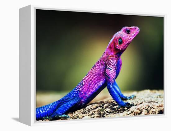 The Mwanza Flat-Headed Agama On Rock. Serengeti, Tanzania In Africa-Michal Bednarek-Framed Premier Image Canvas