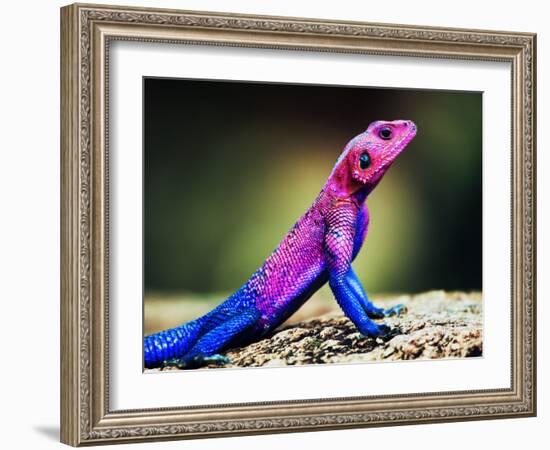 The Mwanza Flat-Headed Agama On Rock. Serengeti, Tanzania In Africa-Michal Bednarek-Framed Photographic Print