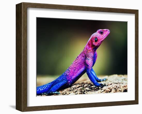 The Mwanza Flat-Headed Agama On Rock. Serengeti, Tanzania In Africa-Michal Bednarek-Framed Photographic Print