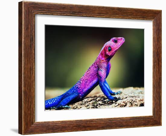 The Mwanza Flat-Headed Agama On Rock. Serengeti, Tanzania In Africa-Michal Bednarek-Framed Photographic Print