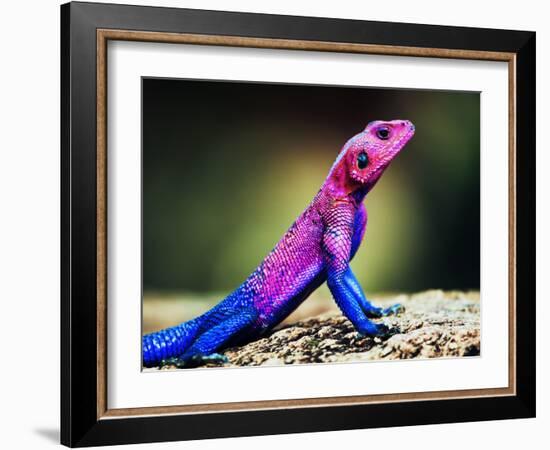 The Mwanza Flat-Headed Agama On Rock. Serengeti, Tanzania In Africa-Michal Bednarek-Framed Photographic Print