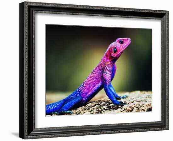 The Mwanza Flat-Headed Agama On Rock. Serengeti, Tanzania In Africa-Michal Bednarek-Framed Photographic Print