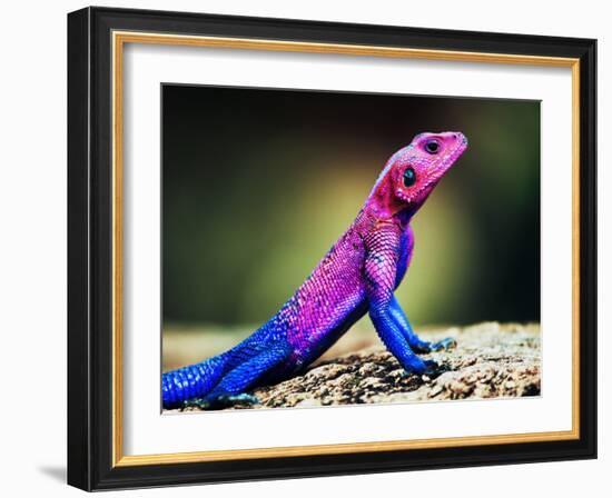 The Mwanza Flat-Headed Agama On Rock. Serengeti, Tanzania In Africa-Michal Bednarek-Framed Photographic Print