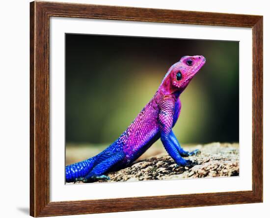 The Mwanza Flat-Headed Agama On Rock. Serengeti, Tanzania In Africa-Michal Bednarek-Framed Photographic Print