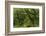 The Mysterious Wistman's Wood-Adam Burton-Framed Photographic Print