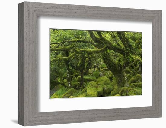 The Mysterious Wistman's Wood-Adam Burton-Framed Photographic Print