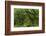 The Mysterious Wistman's Wood-Adam Burton-Framed Photographic Print