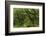 The Mysterious Wistman's Wood-Adam Burton-Framed Photographic Print