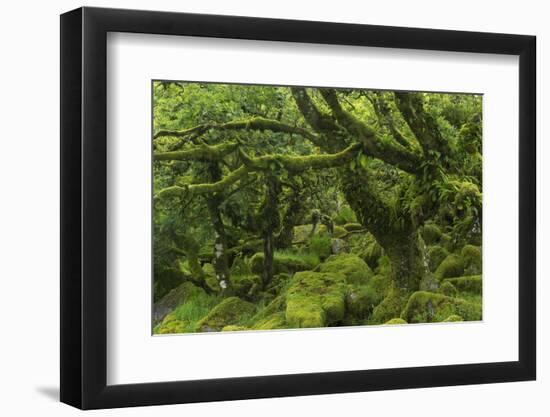 The Mysterious Wistman's Wood-Adam Burton-Framed Photographic Print