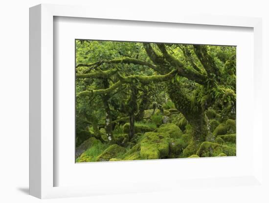 The Mysterious Wistman's Wood-Adam Burton-Framed Photographic Print