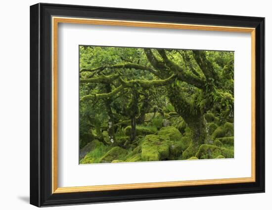 The Mysterious Wistman's Wood-Adam Burton-Framed Photographic Print