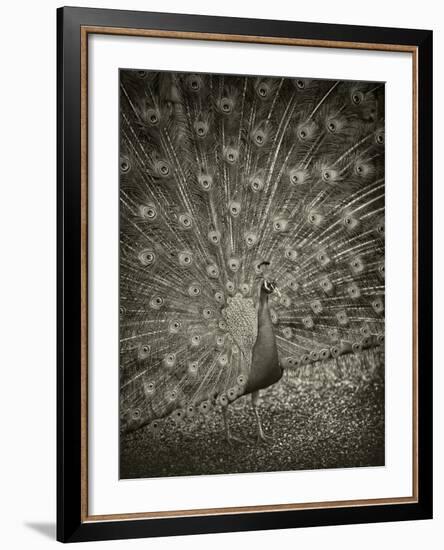 The Myth of Argus II-Geoffrey Ansel Agrons-Framed Photographic Print