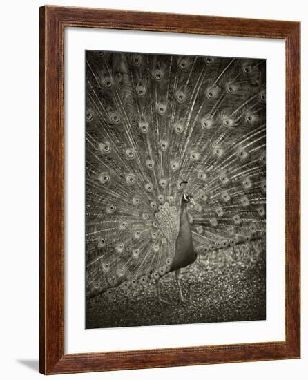 The Myth of Argus II-Geoffrey Ansel Agrons-Framed Photographic Print