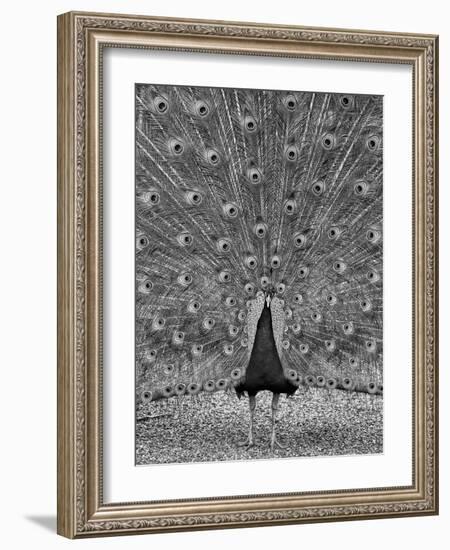 The Myth of Argus-Geoffrey Ansel Agrons-Framed Photographic Print