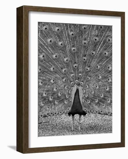 The Myth of Argus-Geoffrey Ansel Agrons-Framed Photographic Print