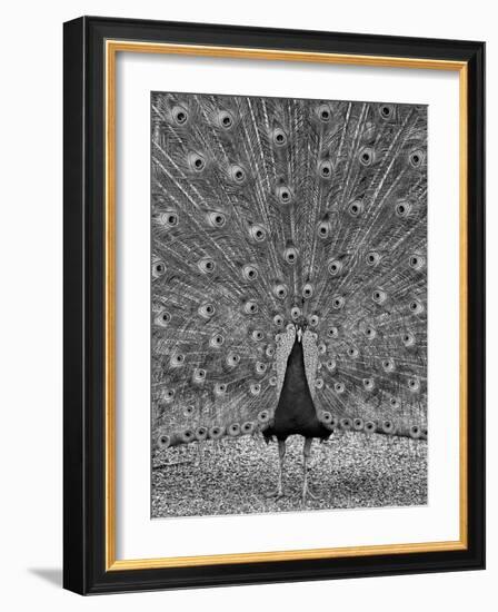 The Myth of Argus-Geoffrey Ansel Agrons-Framed Photographic Print