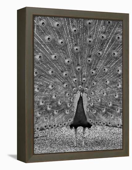 The Myth of Argus-Geoffrey Ansel Agrons-Framed Premier Image Canvas