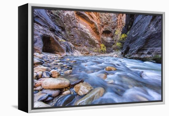 The Narrows of the Virgin River in autumn in Zion NP, Utah, USA-Chuck Haney-Framed Premier Image Canvas