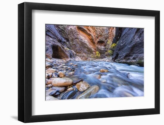 The Narrows of the Virgin River in autumn in Zion NP, Utah, USA-Chuck Haney-Framed Photographic Print