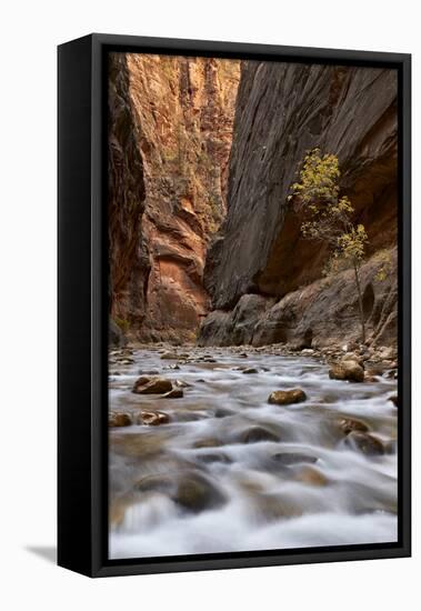 The Narrows of the Virgin River in the Fall-James Hager-Framed Premier Image Canvas