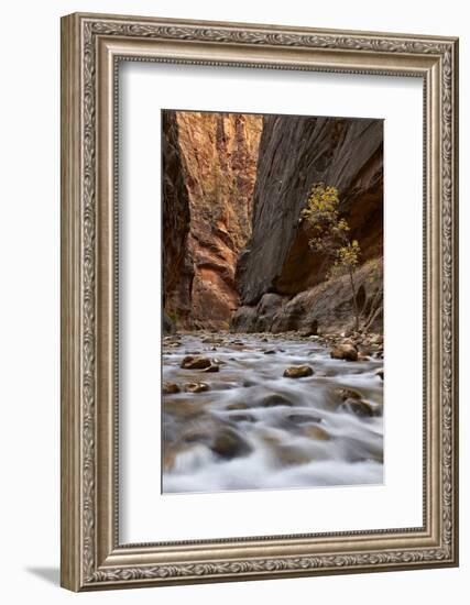 The Narrows of the Virgin River in the Fall-James Hager-Framed Photographic Print