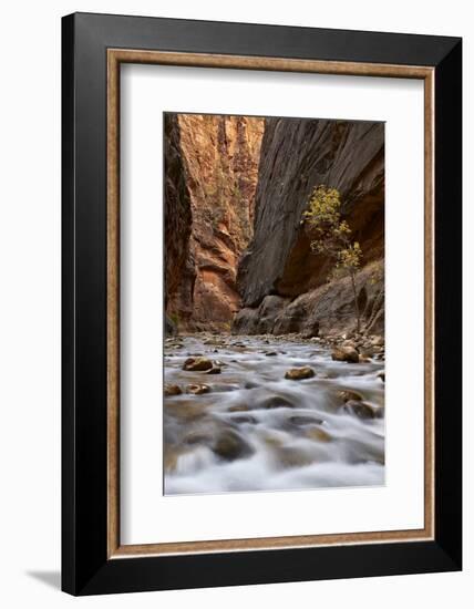 The Narrows of the Virgin River in the Fall-James Hager-Framed Photographic Print