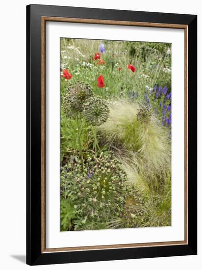 The Natural Mixed Planting in a Front Garden Includes Poppy Grasses and Lychnis Coronaria-Pedro Silmon-Framed Photo