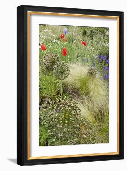 The Natural Mixed Planting in a Front Garden Includes Poppy Grasses and Lychnis Coronaria-Pedro Silmon-Framed Photo