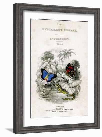 The Naturalist's Library, Entomology, Vol V, Butterflies, C1833-1865-William Home Lizars-Framed Giclee Print