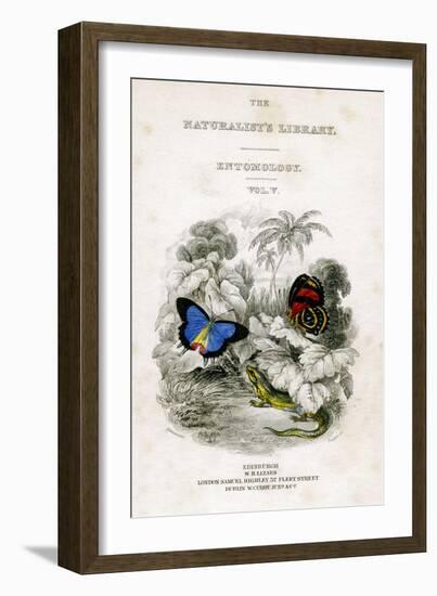 The Naturalist's Library, Entomology, Vol V, Butterflies, C1833-1865-William Home Lizars-Framed Giclee Print