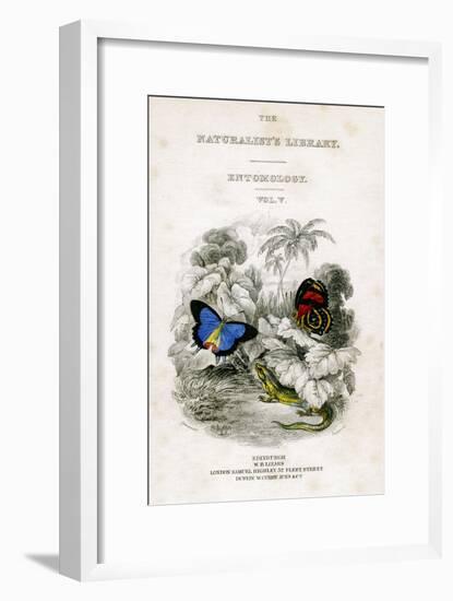 The Naturalist's Library, Entomology, Vol V, Butterflies, C1833-1865-William Home Lizars-Framed Giclee Print