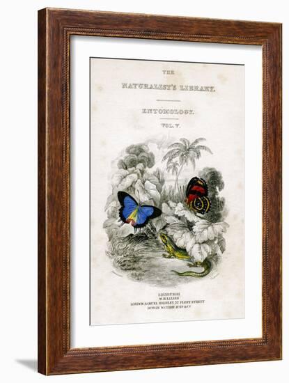 The Naturalist's Library, Entomology, Vol V, Butterflies, C1833-1865-William Home Lizars-Framed Giclee Print