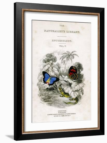 The Naturalist's Library, Entomology, Vol V, Butterflies, C1833-1865-William Home Lizars-Framed Giclee Print