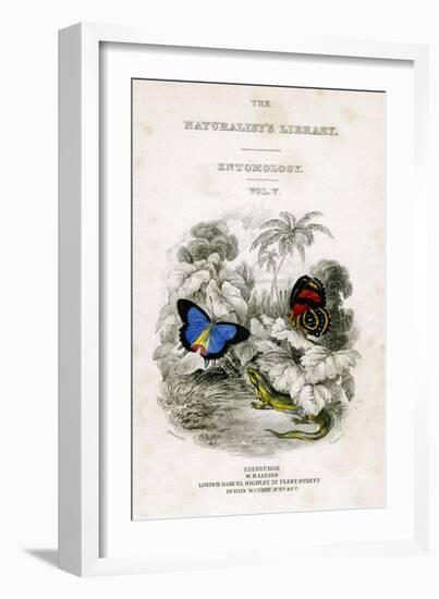 The Naturalist's Library, Entomology, Vol V, Butterflies, C1833-1865-William Home Lizars-Framed Giclee Print