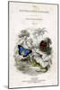 The Naturalist's Library, Entomology, Vol V, Butterflies, C1833-1865-William Home Lizars-Mounted Giclee Print