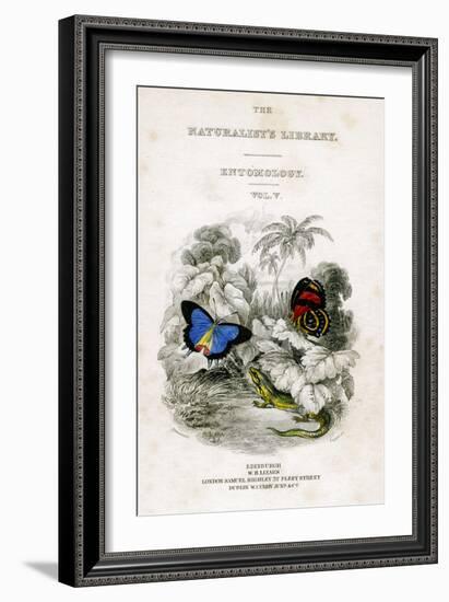 The Naturalist's Library, Entomology, Vol V, Butterflies, C1833-1865-William Home Lizars-Framed Giclee Print