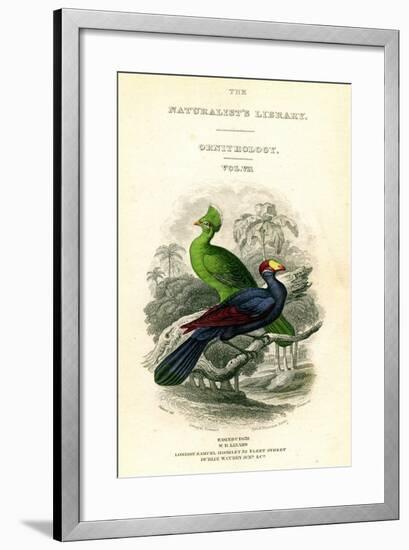 The Naturalist's Library, Ornithology, Senegal Touraco, Violet Plantain Eater, C1833-1865-William Home Lizars-Framed Giclee Print