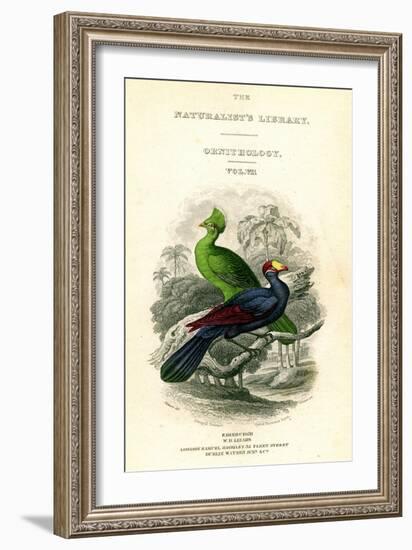 The Naturalist's Library, Ornithology, Senegal Touraco, Violet Plantain Eater, C1833-1865-William Home Lizars-Framed Giclee Print