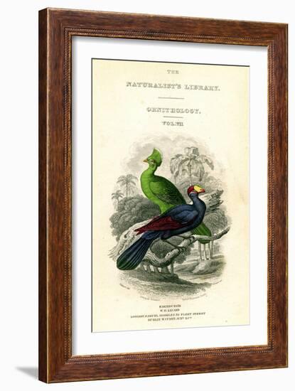 The Naturalist's Library, Ornithology, Senegal Touraco, Violet Plantain Eater, C1833-1865-William Home Lizars-Framed Giclee Print