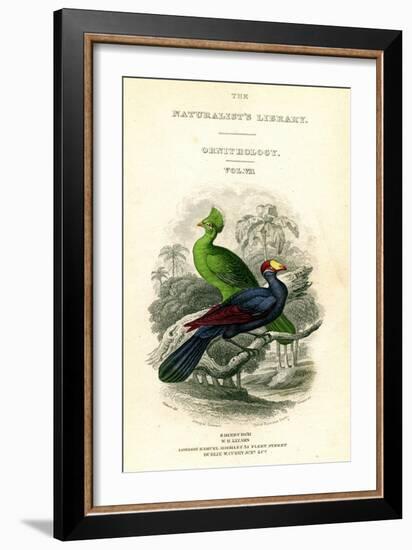 The Naturalist's Library, Ornithology, Senegal Touraco, Violet Plantain Eater, C1833-1865-William Home Lizars-Framed Giclee Print